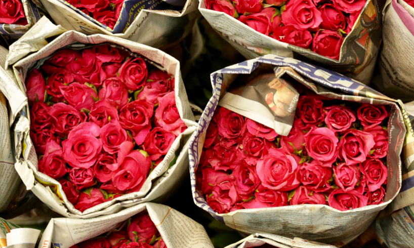 El Romántico Misterio de las Rosas Rojas: Un Símbolo de Amor a Través de los Tiempos