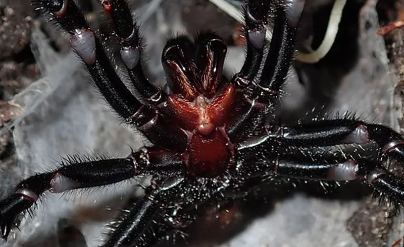 Descubrimiento Alarmante: La Araña Más Grande y Venenosa del Mundo