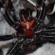 Descubrimiento Alarmante: La Araña Más Grande y Venenosa del Mundo